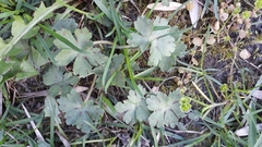 Geranium thunbergii