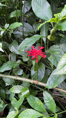Odontonema