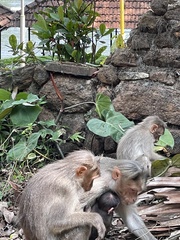 Macaca