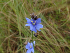 Aristea torulosa