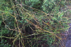 Cassytha paniculata