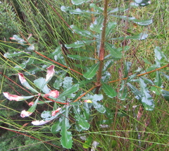 Banksia integrifolia