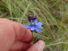 Aristea torulosa
