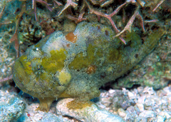 Abantennarius nummifer