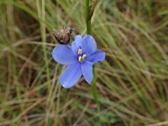Aristea torulosa