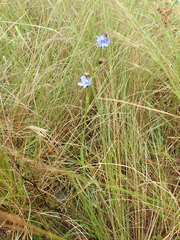 Aristea torulosa
