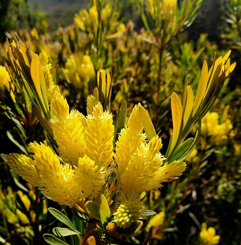 Channel-leaf featherbush (Aulax cancellata)