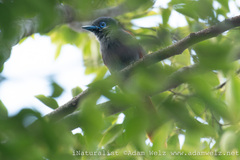 Terpsiphone viridis plumbeiceps