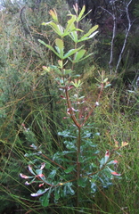 Banksia integrifolia