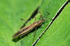 Berytinus montivagus