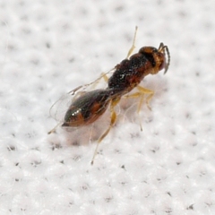 Eurytomidae