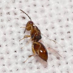Eurytomidae