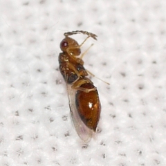 Eurytomidae