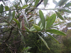 Callistachys lanceolata
