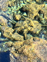 Poeciliidae