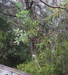 Callistachys lanceolata