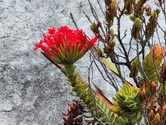 Crassula coccinea