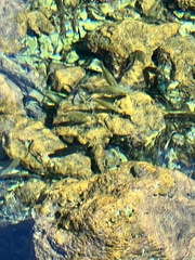 Poeciliidae