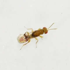 Eurytomidae