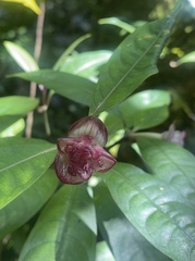 Psychotria urbaniana