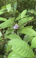 Psychotria urbaniana