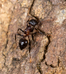 Crematogaster aurita