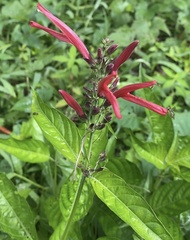 Dianthera