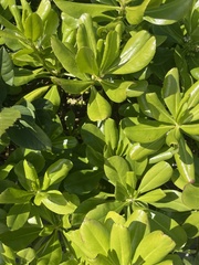 Scaevola taccada