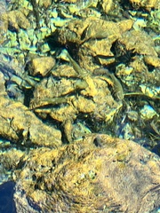 Poeciliidae