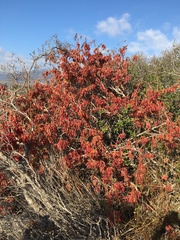 Anisomeria littoralis