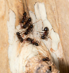 Crematogaster aurita
