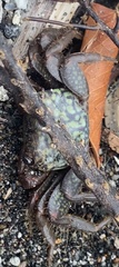 Geograpsus lividus