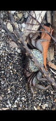 Geograpsus lividus