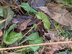 Geum
