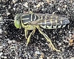 Stictia signata