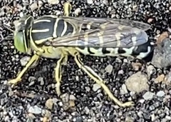 Stictia signata
