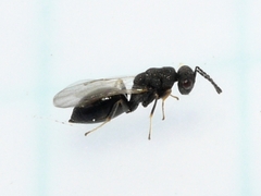 Eurytomidae