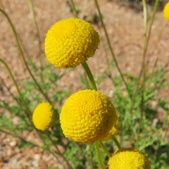 Foveolina dichotoma
