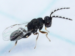 Eurytomidae