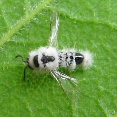 Eurytomidae