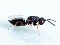 Eurytomidae