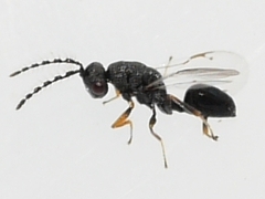 Eurytomidae