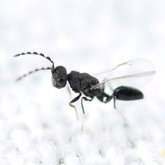 Eurytomidae