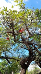Erythrina crista-galli