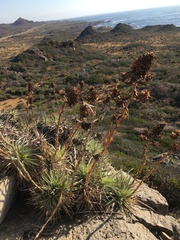 Puya venusta