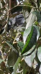 Piper taiwanense