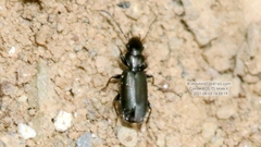 Microlestes