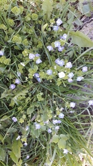 Veronica filiformis