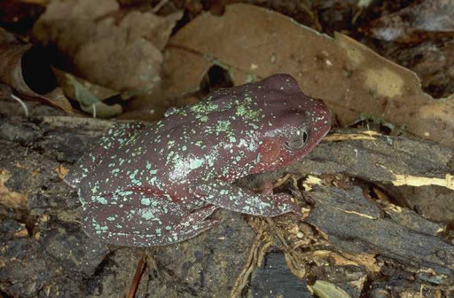 Terrestrial Monkey Frog