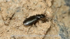 Microlestes